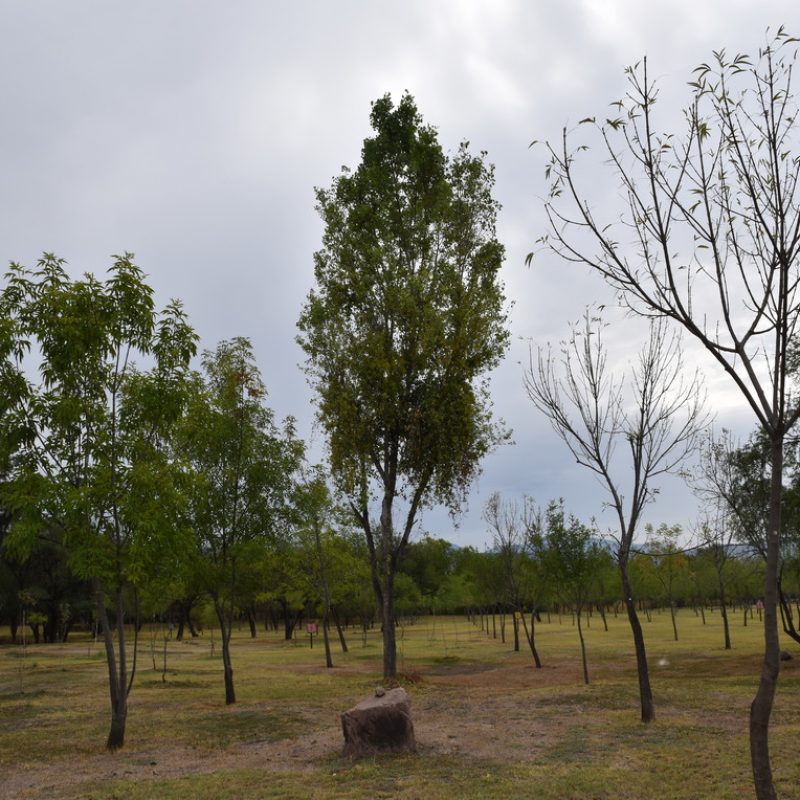 Álamo Populus tremuloides (19 campamento explanada)