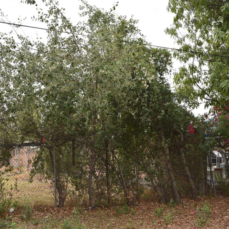 Álamo plateado Populus alba (31 pescadores)